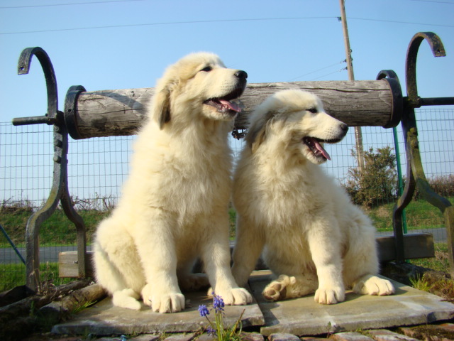 Величезні та пухнасті: топ-7 собак, які схожі на справжніх ведмедів